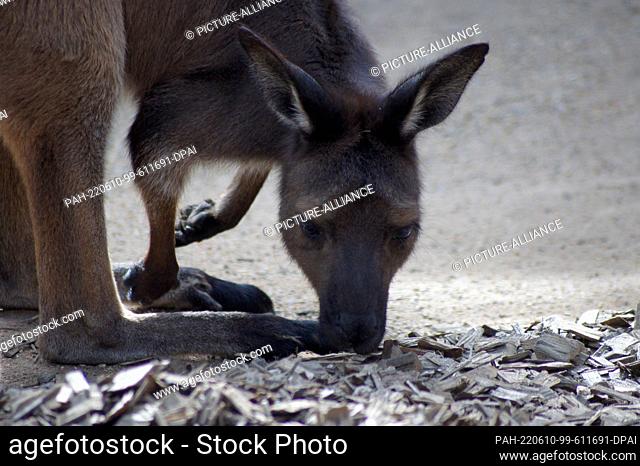 19 May 2022, Australia, Sydney: A kangaroo at the Wild Life Sydney Zoo. Farmers call them a plague, gourmets a treat and animal rights activists a miracle of...