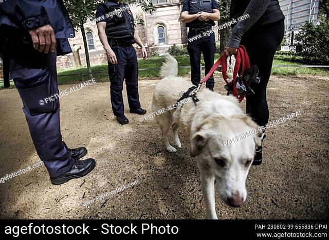 PRODUCTION - 01 August 2023, Berlin: Employees of the public order office check the papers of a dog handler. The inspections of the Public Order Office are...
