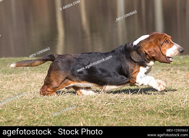Basset Hound dog outdoors