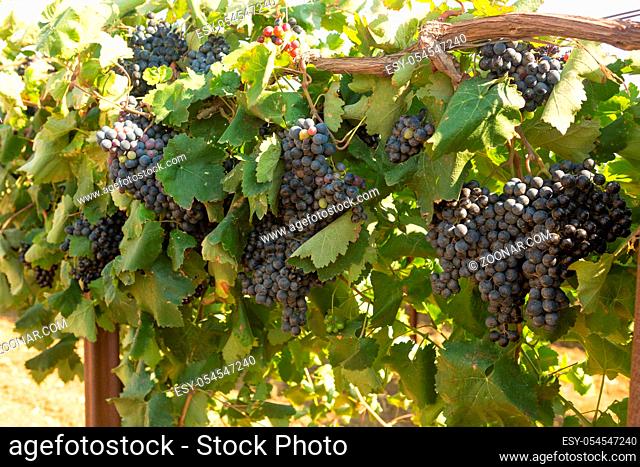 bunches of red wine grapes hang from an old vine in warm afternoon light