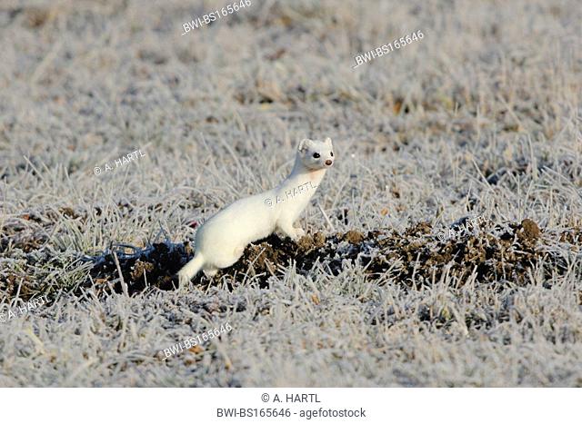 Ermine, Stoat, Short-tailed weasel (Mustela erminea), in winter fur on meadow with hoar frost, Germany, Bavaria, Isental