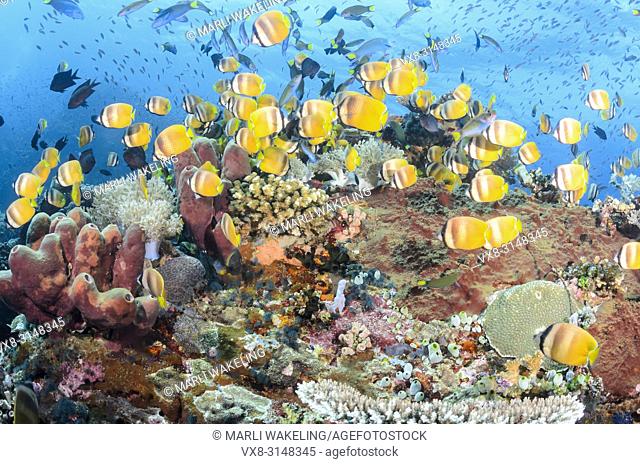 Feeding reef fish, including Blacklip butterflyfish, Chaetodon kleinii, and Crescent wrasse, Thalassoma lunare, Verde Island, Batangas, Philippines, Pacific