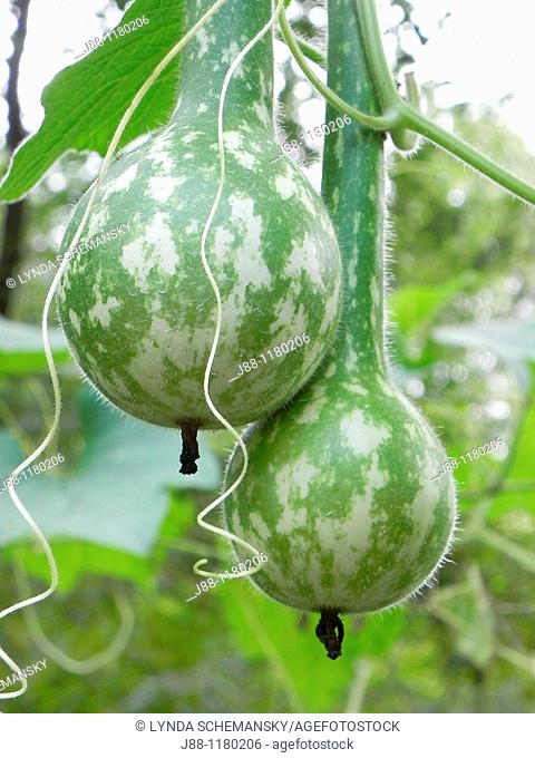 Dipper gourds, Lagenaria siceraria, growing on the vine