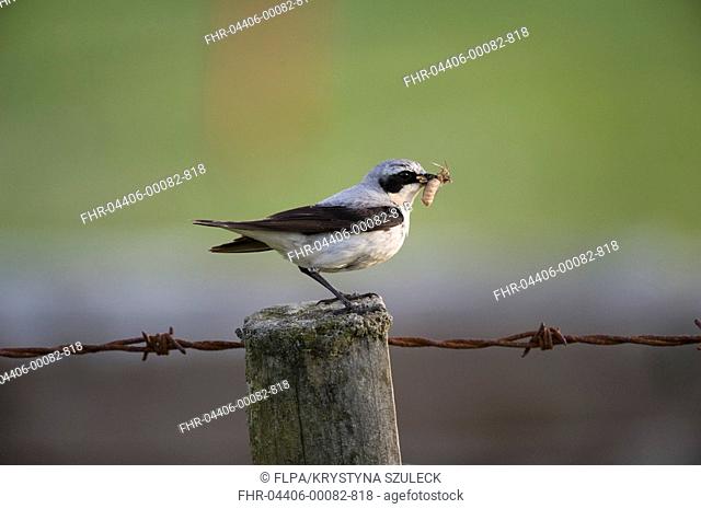Northern Wheatear Oenanthe oenanthe adult male, returning to nest with food, perched on post, Sumburgh, Shetland Islands, Scotland, june