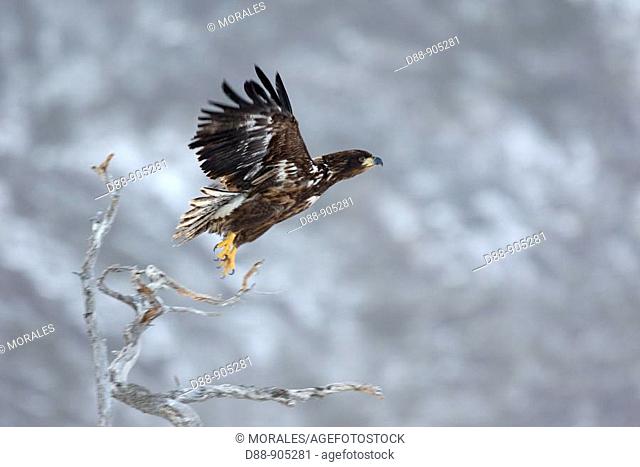 White-tailed Eagle (Haliaeetus albicilla) immature