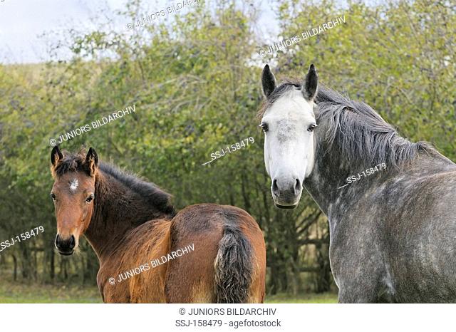 Connemara horse - mare and foal