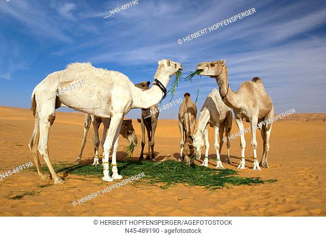 Camels (Camelus dromedarius) eating