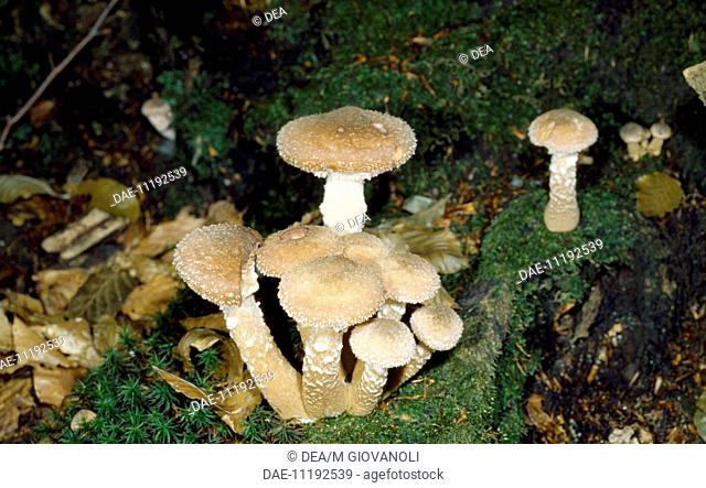 Cluster of Honey fungus (Armillaria mellea or Armillariella mellea), Tricholomataceae