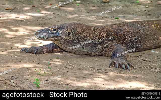 Most real dragons in their natural habitat on the island of Komodo
