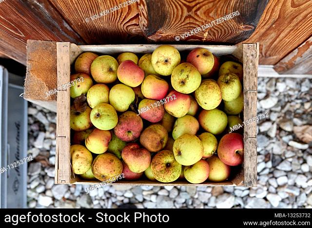 Organic apples in wooden boxes on a shed wall