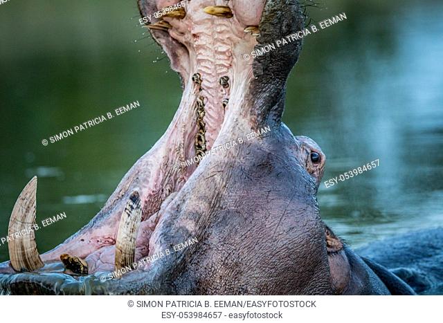 Hippo yawning in the water in the Kruger National Park, South Africa