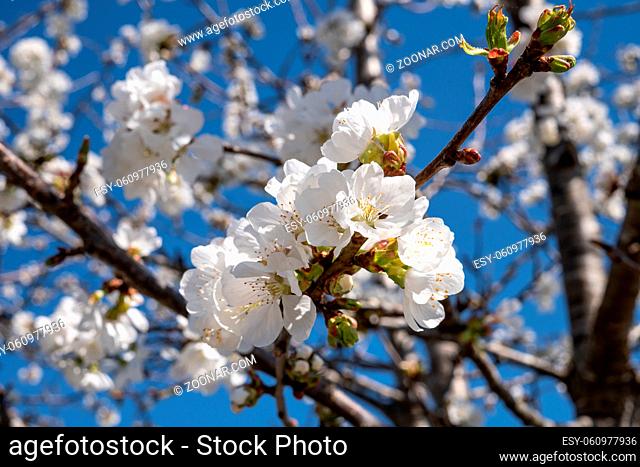 Branch of apple tree and white blossom flowers in sunny spring day. Blue sky background