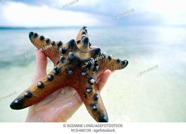 Large starfish (Protoreaster nodosus), Wakatobi National Marine Park, Hoga Island, Sulawesi, Indonesia
