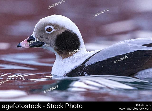 Europe, Scandinavia, Norway, Båtsfjord, Harbour of Båtsfjord, Long-tailed duck (Clangula hyemalis), commonly known in North America as Oldsquaw, male