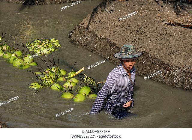 coconut palm (Cocos nucifera), swimming harvested coconuts transporting in waterways, Thailand