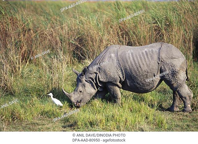 One Horn Rhinoceros Rhinoceros unicornis , Kaziranga National Park , Assam , india