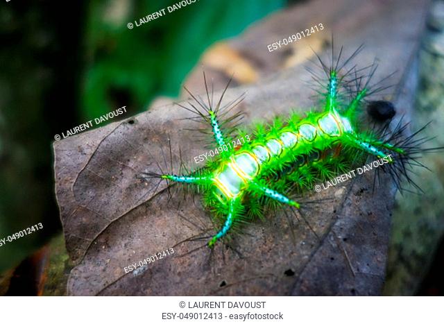 Stinging Slug Caterpillar in Taman Negara national park, Malaysia