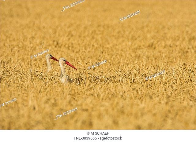 Pair of White Storks Ciconia ciconia standing in cornfield, side view with copy space