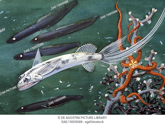 Gigantura or Chun's Telescopefish (Gigantura vorax or Gigantura chuni), Giganturidae, drawing
