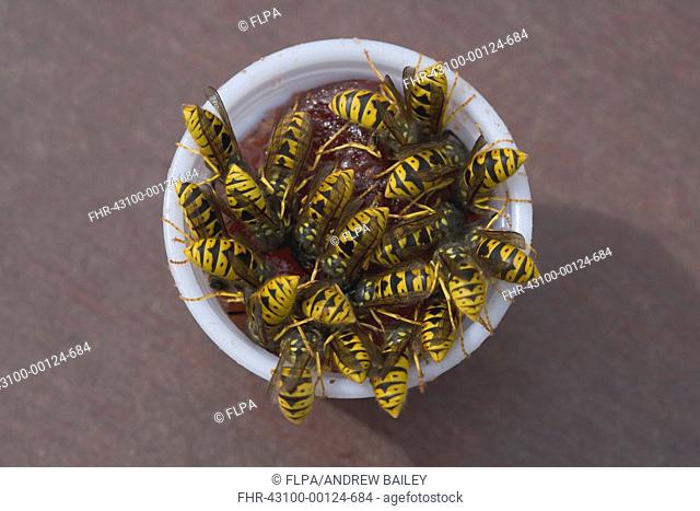 Common Wasp Vespula vulgaris adults, group feeding on jam from plastic pot, on picnic bench, Dunwich, Suffolk, England, august