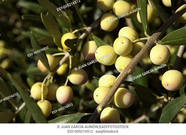 Two bunches of green olives, Badajoz, Spain