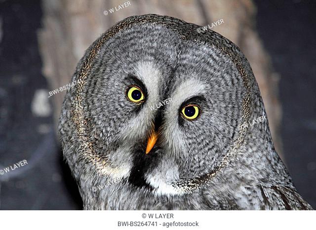 great grey owl Strix nebulosa, portrait, Germany