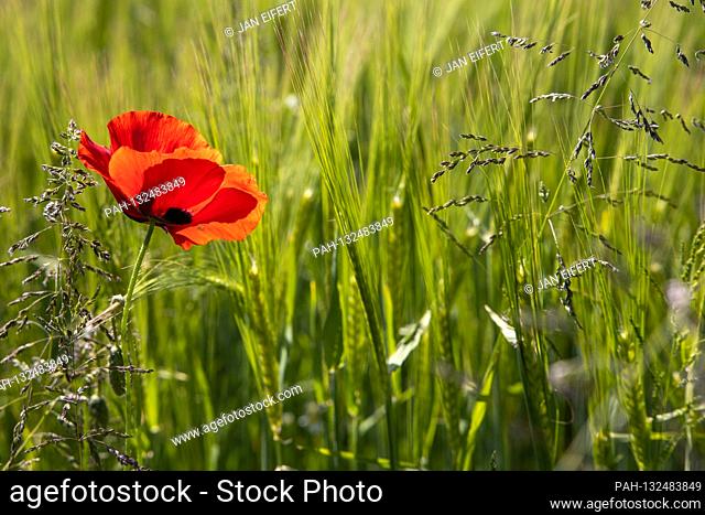 May 19, 2020, Bad Homburg (Hessen): Blossoming corn poppies in a field with sunshine Warm and sunny weather is predicted for tomorrow's holiday