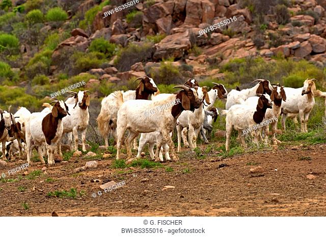 Boer goat (Capra hircus, Capra aegagrus f. hircus), Herd of Boer goats near Kuboes, South Africa, Northern Cape, Richtersveld National Park, Kuboes