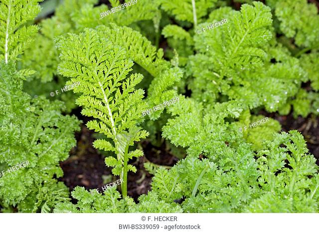common tansy (Tanacetum vulgare, Chrysanthemum vulgare), young leaves in spring, Germany