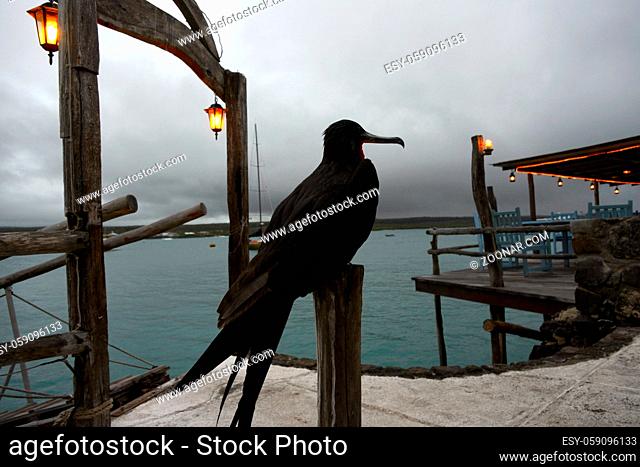 Frigate bird spends the tranquil moody night on the small dock, Ecuador, Galapagos, Santa Cruz, Puerto Ayora