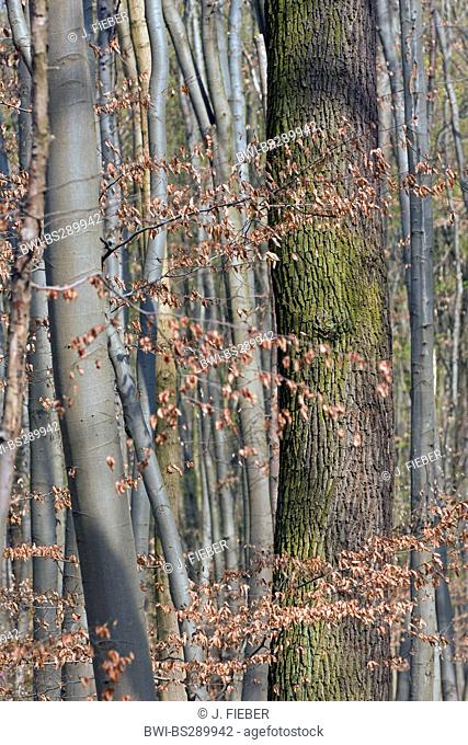 tree trunks of a forest, Germany, Hesse, Moerfelden-Walldorf