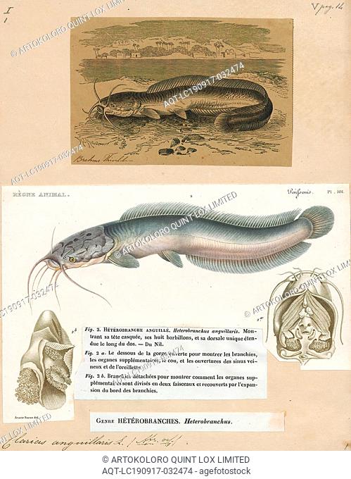 Clarias anguillaris, Print, Clarias anguillaris is a species of African airbreathing catfish also known as the mudfish. This species is of minor importance in...