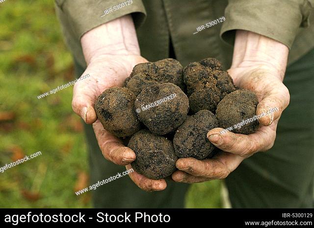 Black truffle (tuber melanosporum), Perigord truffle, Perigord truffle, Perigord truffle, Black truffle, Black truffle, Mushrooms, PERIGORD TRUFFLE