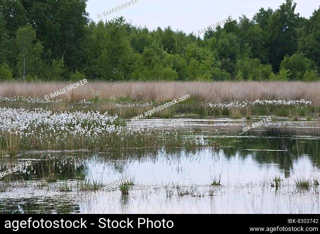 Common cottongrass (Eriophorum angustifolium) in a bog, Emsland, Lower Saxony, Germany, Europe