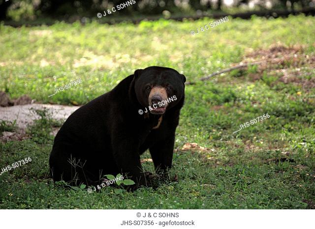 Malayan Sun Bear, Helarctos malayanus, Asia, adult male