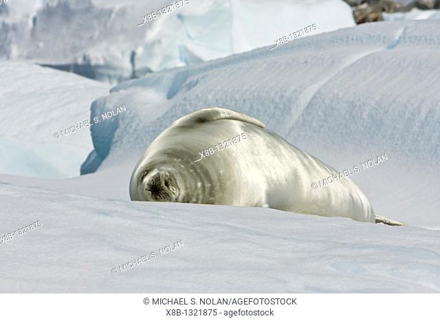Adult crabeater seal Lobodon carcinophaga hauled out on an ice floe near Useful Island near the Antarctic Peninsula  This is the most abundant pinniped in the...