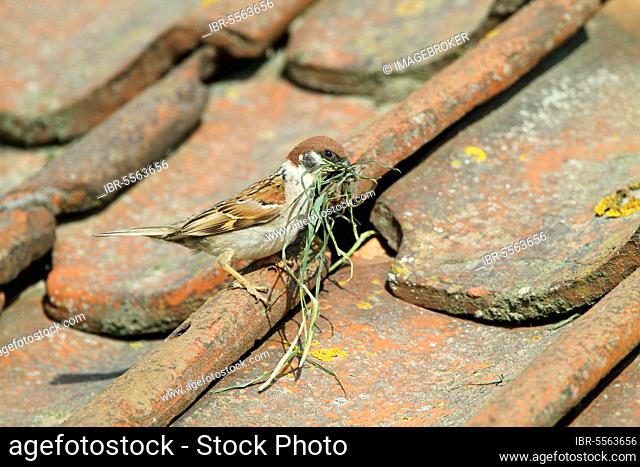 Eurasian eurasian tree sparrow (Passer montanus) adult, with nesting material, nest in tiles of visitor centre, Bempton Cliffs, Yorkshire, England