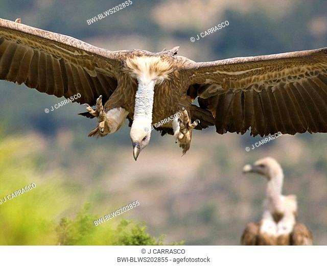 griffon vulture Gyps fulvus, preparing to land, Spain, Castellon, Sierra Espadan Natural Park