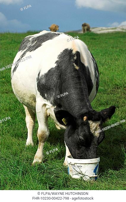 Domestic Cattle, Belgian Blue crossbreed suckler cow, eating mineral supplement from bucket, Cumbria, England