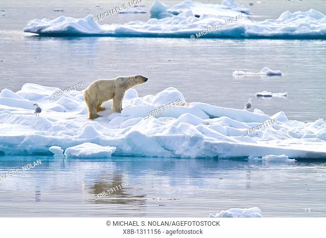 Adult polar bear Ursus maritimus feeding on seal carcass on multi-year ice floes off the coast of Edgeøya Edge Island in the Svalbard Archipelago