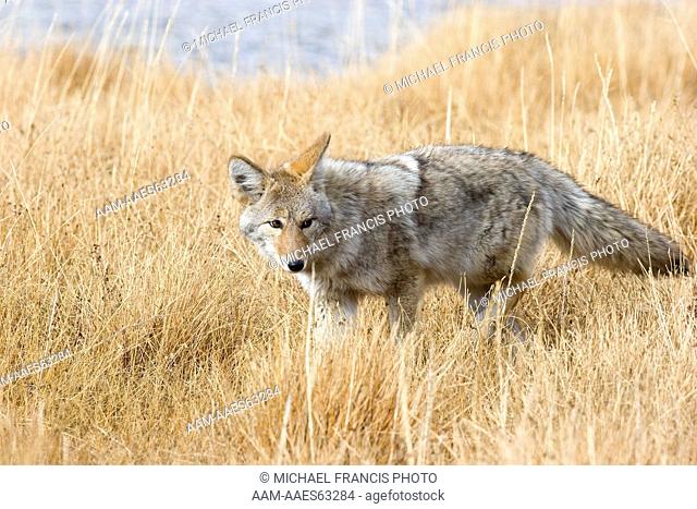 Coyote (Canis latrans), portrait during fall Wyoming