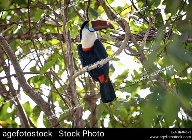sitting Red-billed Toucan