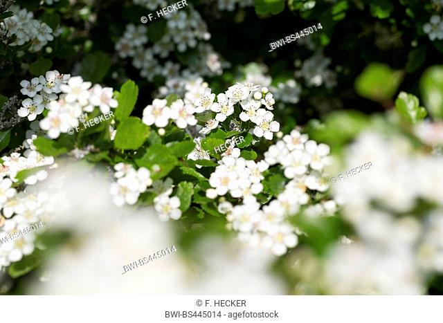 common hawthorn, singleseed hawthorn, English hawthorn (Crataegus monogyna), blooming, Germany