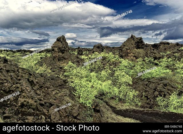 Lava rocks in Dimmuborgir, near Myvatn, North Iceland, Downy birch (Betula pubescens) Iceland