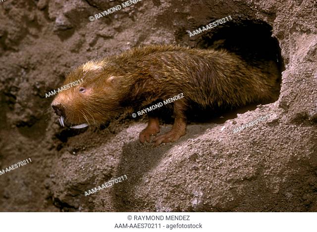 Damarland Mole Rat (Cryptomys damarensis) eusocial from Namibia