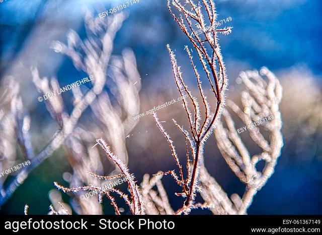 Frost fingers growing on a winter twig in Stowe Vermont USA