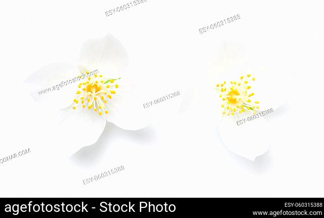 Jasmine flowers isolated over white background. Top view
