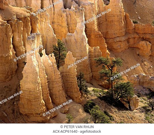 Bryce Canyon detail. Utah