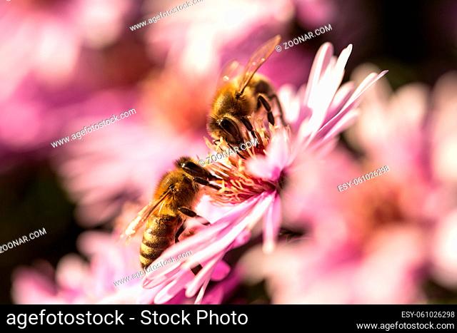 Bees sitting on Starburst Ice Plant, Delosperma floribunda, in garden. Purple flower