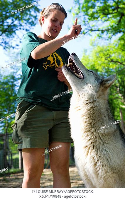 North American timber wolf at the Wolf Science Centre in Ernstbrunn in Austria  This institute is trying to separate the differences between wolves and dogs in...
